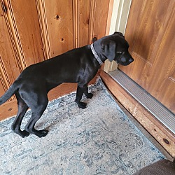 Photo of Gunner