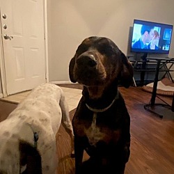 Photo of Shadow