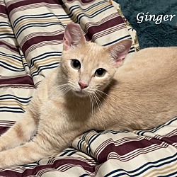 Thumbnail photo of GINGER #2