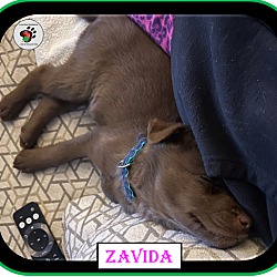 Thumbnail photo of Zavida - Coffee Litter #3