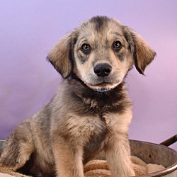 Photo of Su-Paw-Star Pups - James Earl Bones