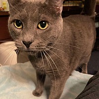 adopt a pet