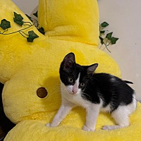 adopt a pet