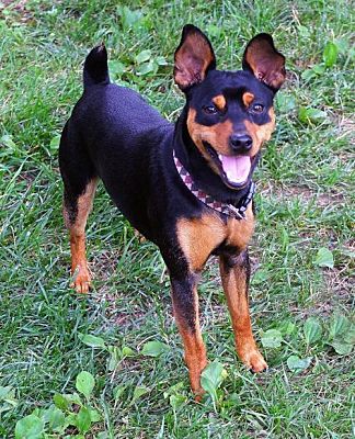 dover pinscher dog