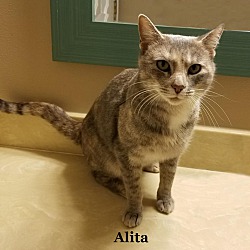 Thumbnail photo of Alita #1