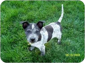 shar pei pointer mix