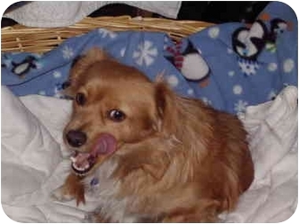 cocker spaniel and chihuahua