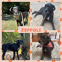 Thumbnail photo of Zeppoli #1