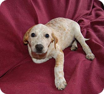 Chula Vista Ca German Shorthaired Pointer Meet Roscoe A Pet