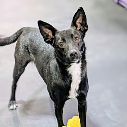 Thumbnail photo of Dingo #1