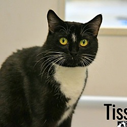 Thumbnail photo of Tissaia #2