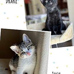 Thumbnail photo of Drake and Josh (bonded kittens) #4