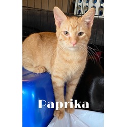 Thumbnail photo of Paprika #2