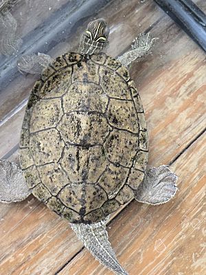 Rochester, NY - Turtle - Water. Meet Mr. Turtle a Pet for Adoption ...