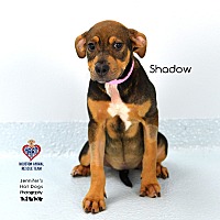 adopt a pet
