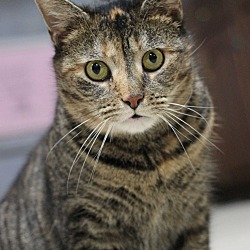 Thumbnail photo of KittyKitty #1