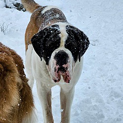 Thumbnail photo of BONDED PAIR LOLA & GUS #3