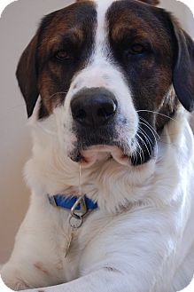 st bernard basset hound mix