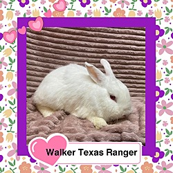 Photo of Walker Texas Ranger LOUISVILLE