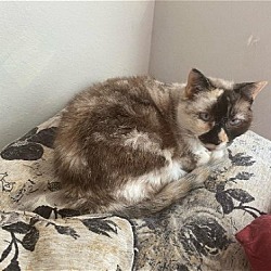 Thumbnail photo of Willow - Older Siamese Mix/Torti -SHORT Term Fost #1