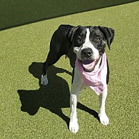 adopt a pet