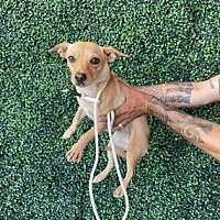 adopt a pet