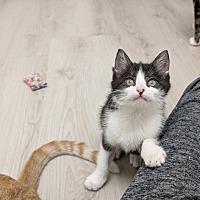 adopt a pet