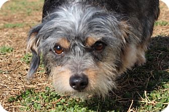 Syracuse Ny Yorkie Yorkshire Terrier Meet Buttercup A Pet For Adoption
