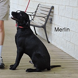 Thumbnail photo of Merlin #2