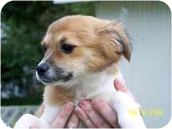 tibetan spaniel and chihuahua mix