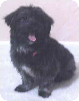 pomeranian shih tzu black