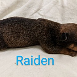 Thumbnail photo of Raiden #2