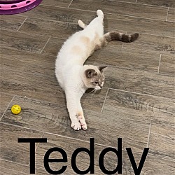 Thumbnail photo of Teddy #4