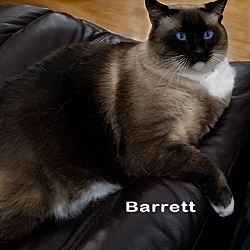 Photo of Barrett (Pending)