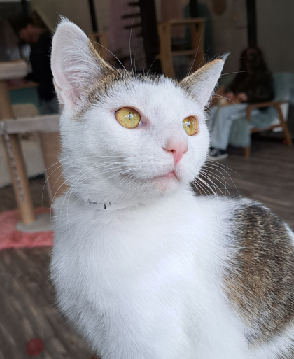 Photo of Lyla (Purrfect Day Cafe)