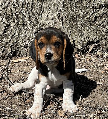 Manhattan, Ks - Beagle Basset Hound. Meet General Grievous A Pet For 