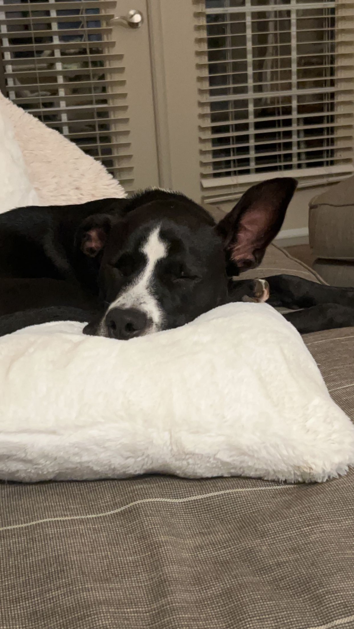 Adopt Grace a Black with White American Pit Bull Terrier / Great Dane / Mixed Black, White