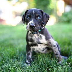 Thumbnail photo of Catahoula puppies - purebred #3