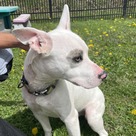 Adopt A Pet :: Kepler - South Haven, MI