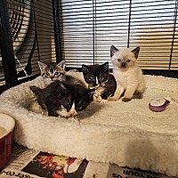 adopt a pet