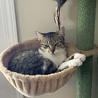 adopt a pet