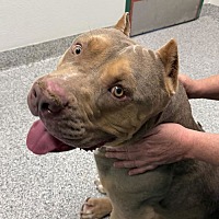 adopt a pet