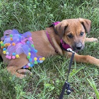 adopt a pet