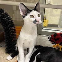 adopt a pet
