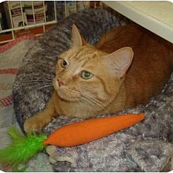 Thumbnail photo of Orange Cat #1