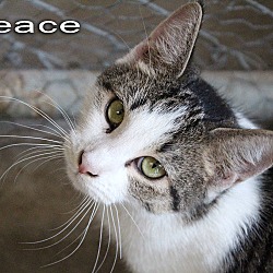 Thumbnail photo of Peace #1