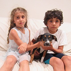 Thumbnail photo of Rita-Adoption Pending #3