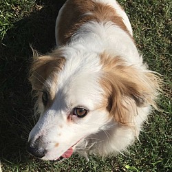 bonded pet photo