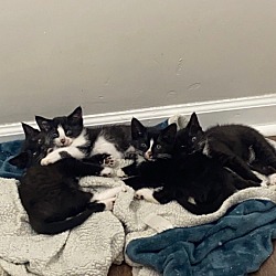 Photo of 4 Kittens (Not Named)