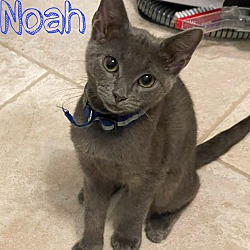 Photo of Noah